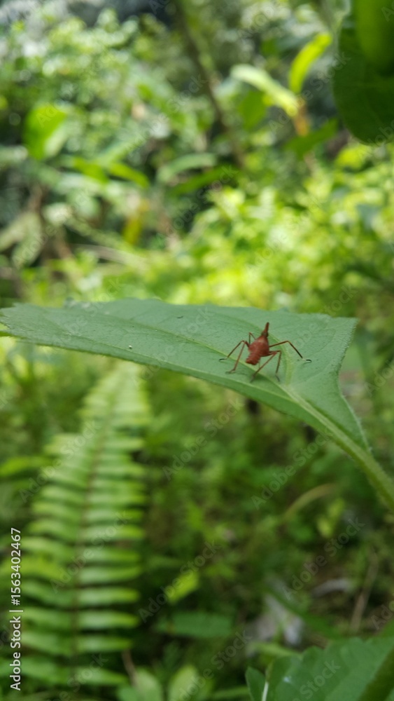 Fototapeta premium Dictyophara perches on green plants. Shot in the forest. Dictyopharidae, Planthopper Nymph, red treehopper nymph, Pandanus planthopper, Flatidae, Dictyophara nakanonis.