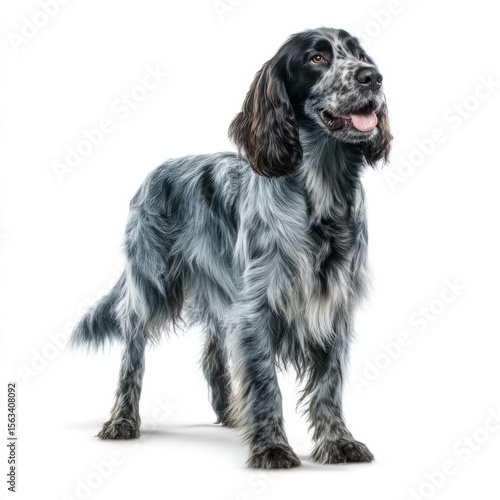 Blue Picardy Spaniel Dog with Long Wavy Blue-gray Coat and Droopy Ears Isolated on White Background Alert Standing Pose
