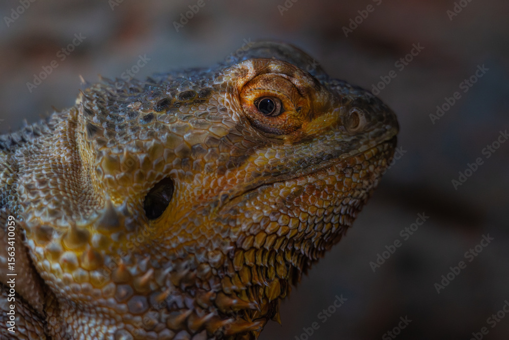 Fototapeta premium Close up of a Bearded Dragon
