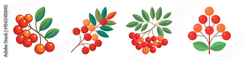 Flat Mountain Ash Berries Illustration Autumn Rowan Cluster and Wildlife Food Vector Icon