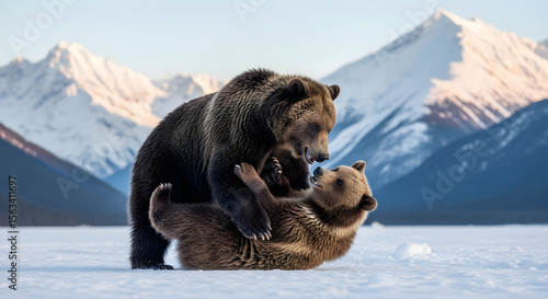 Brown bears and other wild mammals brave the snowy wilderness of Alaska in winter