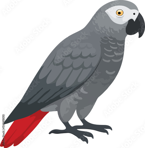 vector illustration of a African Grey Parrot