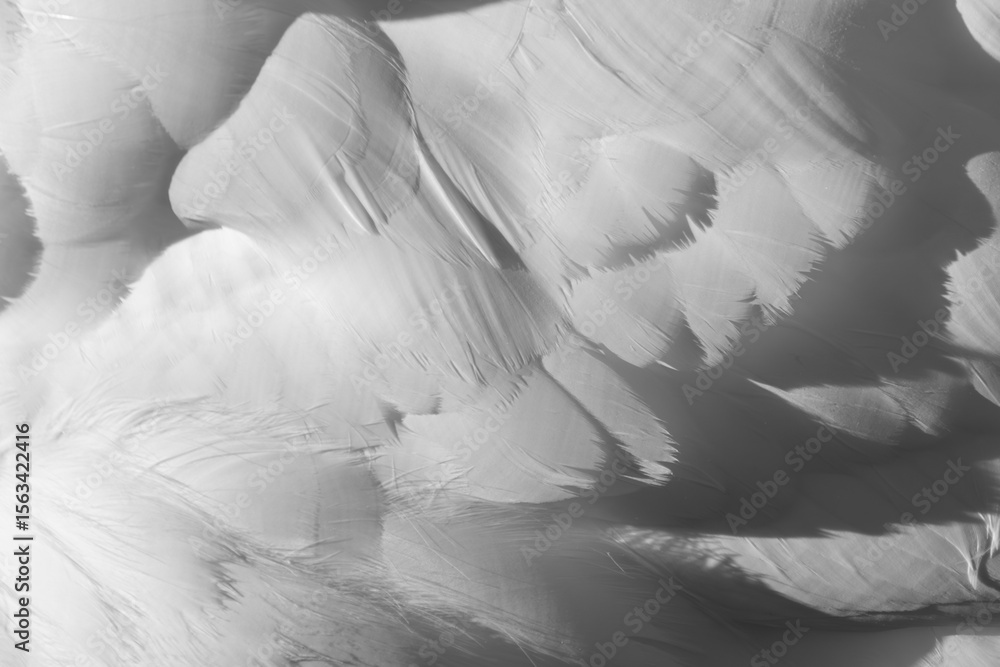 Obraz premium Abstract black white background with bird feathers