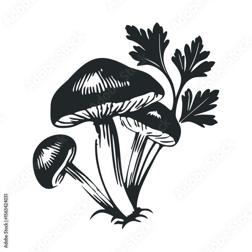 Black and white illustration of wild mushrooms with parsley herb design