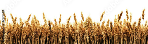  field of wheat isolated on a transparent background , clipping path, 