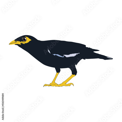 Bully bird illustration vector based on white background vol 06