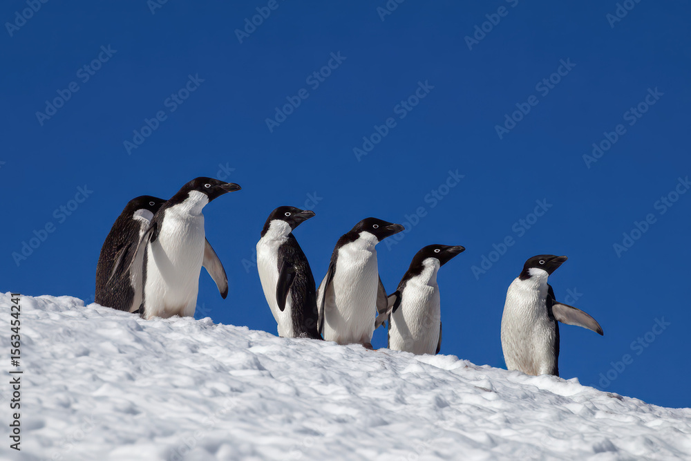 Fototapeta premium Group of Penguins Standing on Snow Covered Hill Beautiful Winter Scene