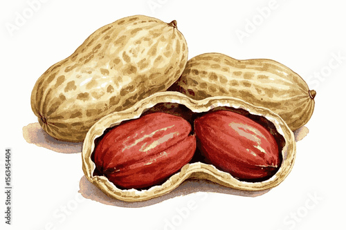 Earthy Nuggets peanuts isolated watercolor vector illustration svg