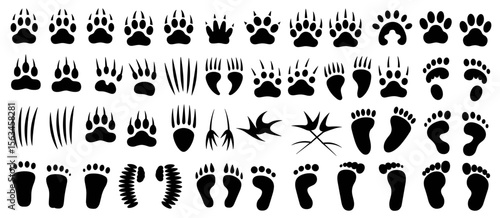Animal tracks, bear paws, footprints, wildlife, silhouette, claw marks, footprints and vector images.