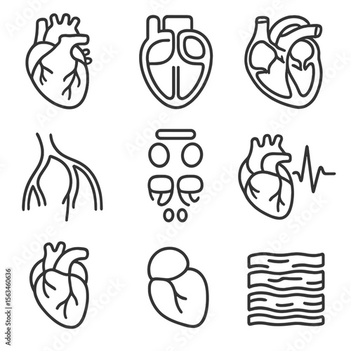 Heart Anatomy Illustrations. Line style icons of heart anatomy for exam: heart front view, heart chambers diagram, labeled heart