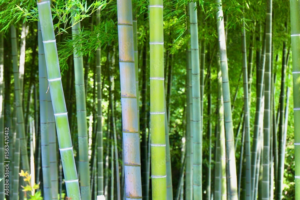 Fototapeta premium bamboo forest background