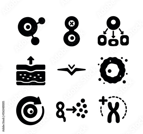 Cell Regeneration Icons. Solid, filled icons set of cell regeneration stages: cell growth, mitosis phases,
