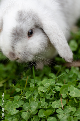 Close up of white and grey mini lop rabbit on clover lawn