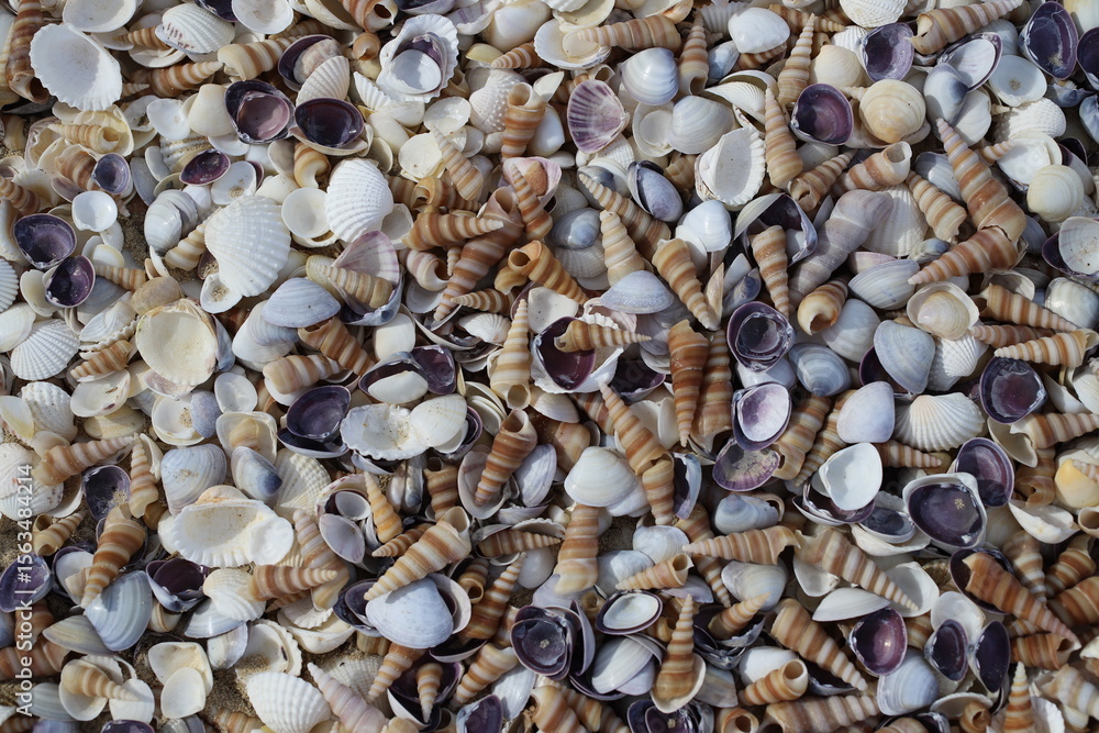 Close-up of a colorful mix of sea shells on the beach. Spiral, smooth, and ridged textures in natural daylight. Coastal natural beauty concept. Close-up of a colorful mix of sea shells on the beach. Spiral, smooth, and ridged textures in natural daylight. Coastal natural beauty concept.