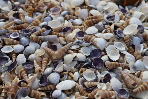 Wallpaper Mural Close-up of a colorful mix of sea shells on the beach. Spiral, smooth, and ridged textures in natural daylight. Coastal natural beauty concept. Torontodigital.ca