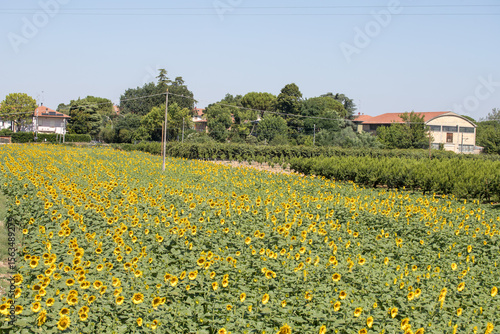 Faenza (Italy)