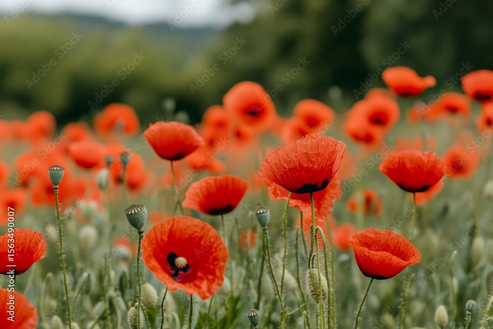Obraz premium A lush field of red poppies in full bloom, with green hills and forests in the background, showcasing the beauty of a mountain meadow in springtime
