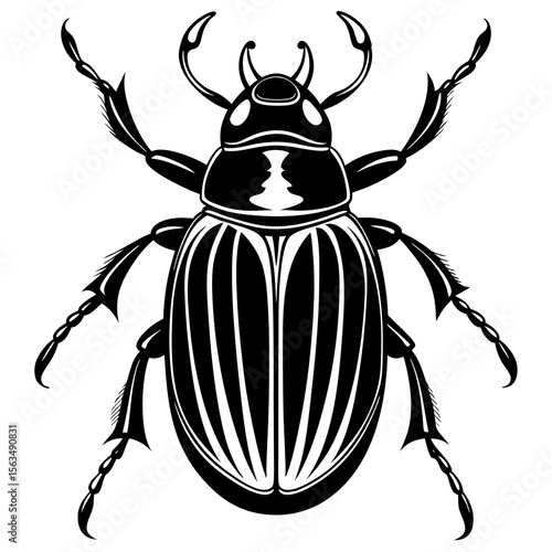 colorado potato beetle