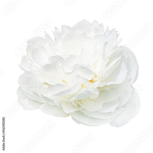 Delicate White Peony Flower Blooming Against a Clean Transparent Background