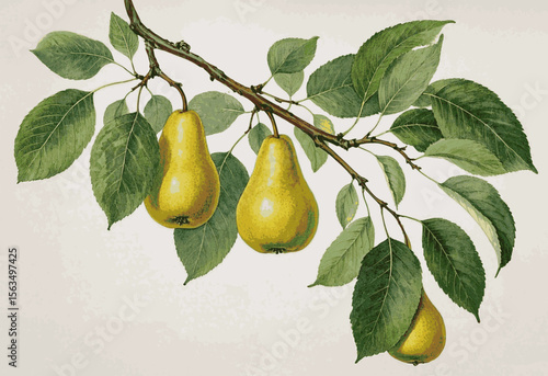 Weighted Bough pear tree isolated watercolor vector illustration svg