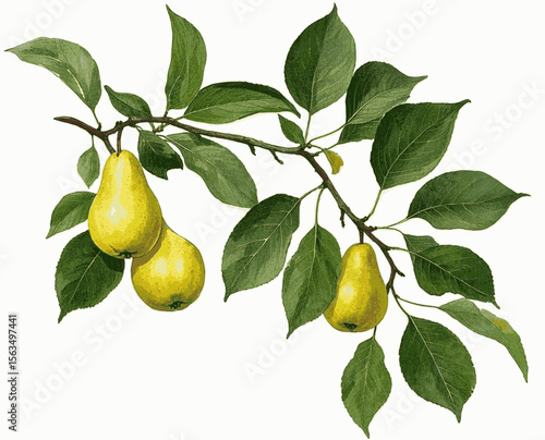 Gilded Pears pear tree isolated watercolor vector illustration svg