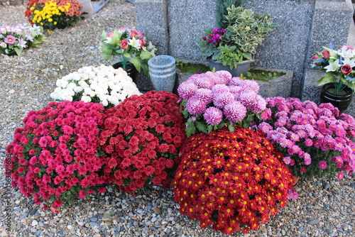 Obraz na plátně Toussaint chrysanthèmes, fleurs dans le cimetière