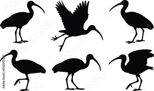A set of six simple ibis wading bird silhouette vector icons, showing different poses like walking, standing and taking flight.