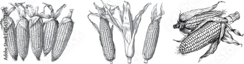 Corn Vector Illustration, Hand-Drawn, Isolated on White Background.