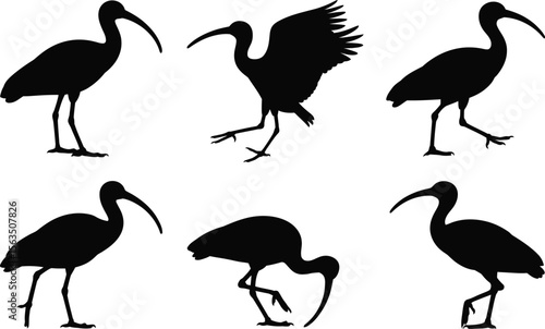 A minimal set of six ibis bird silhouette vector graphics for use as icons or logos, showing walking and foraging poses.