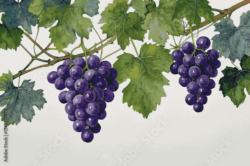 Cluster Canopy purple grapes tree isolated watercolor vector illustration svg