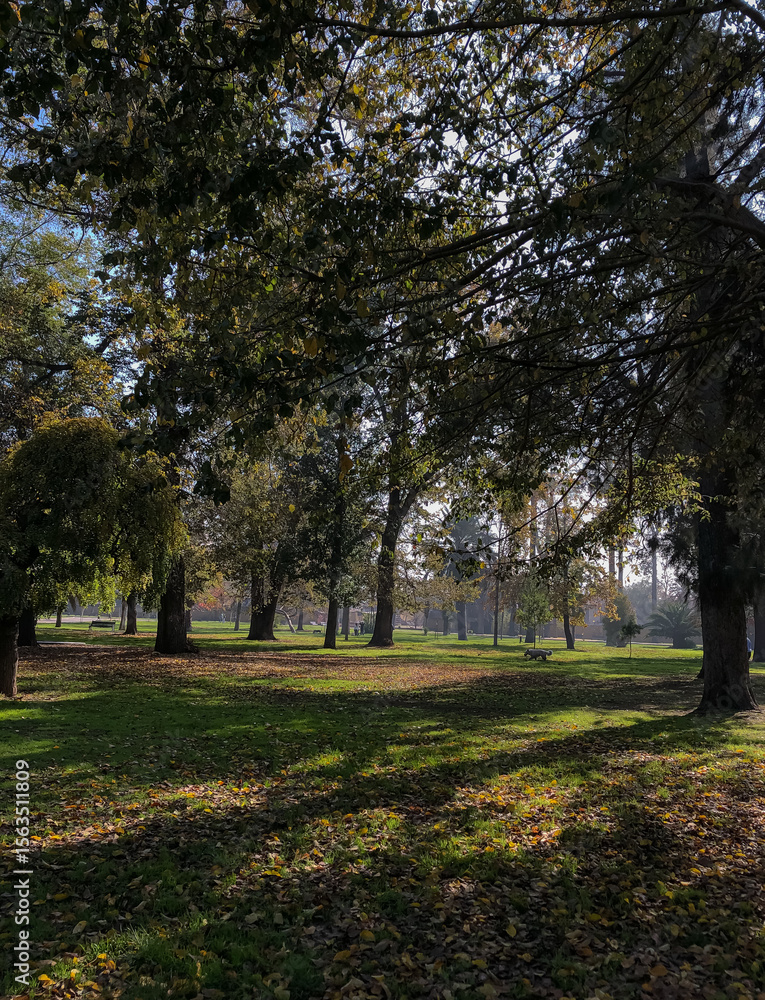 Naklejka premium Fall leaves in the park