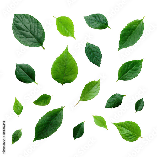 Assortment of fresh green leaves isolated on transparent background