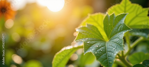 Dewy green leaves, fresh leaves, macro shot on a bright sunny day. Leaves detailed with water droplets, focus on leaf edges, captures leaf texture with sunlight.