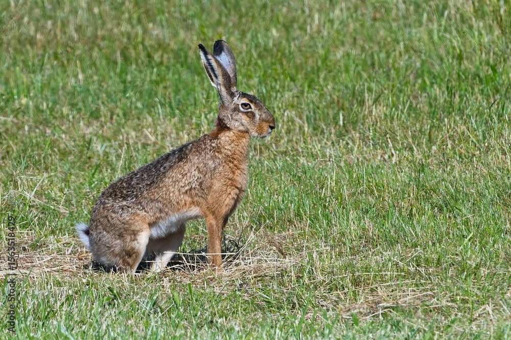 Fototapeta premium Feldhase in der Abendsonne