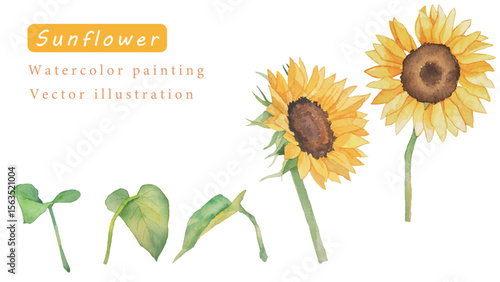 ひまわりの花のベクター素材水彩イラスト