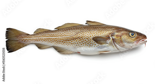 Whole cod fish isolated on white background