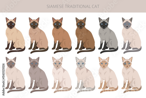 Siamese (Thai) Cat clipart. Traditional (classic) type. All coat colors set.  All cat breeds characteristics infographic. Vector illustration
