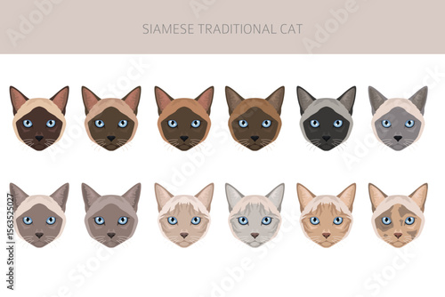 Siamese (Thai) Cat clipart. Traditional (classic) type. All coat colors set.  All cat breeds characteristics infographic. Vector illustration