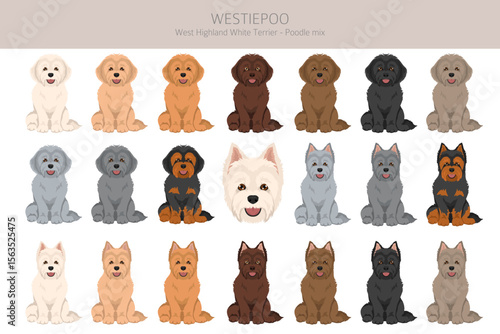 Westiepoo clipart. West Highland White Terrier Poodle mix. Different coat colors set.  Vector illustration