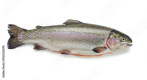 Whole rainbow trout studio shot