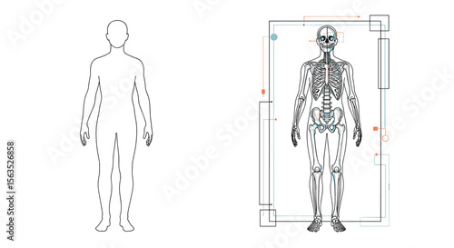 Visualizing human anatomy and skeletal structure for medical and scientific study