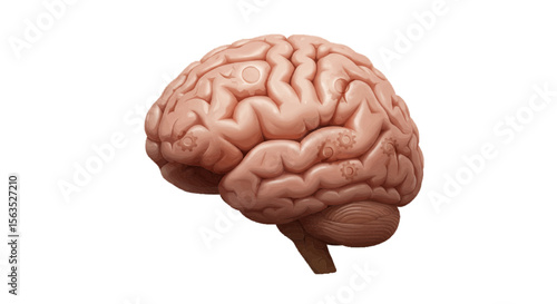 3d human brain isolated on white