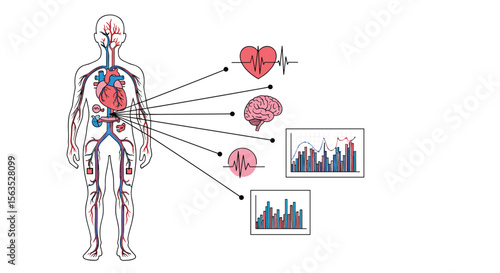 Understanding human anatomy and physiology key organs and vital functions illustrated