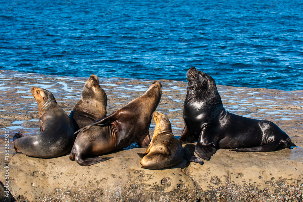 Fototapeta premium South American Sea Lion , Peninsula Valdes ,Chubut,Patagonia, Argentina