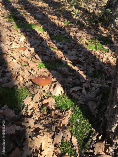 autumn leaves on the ground