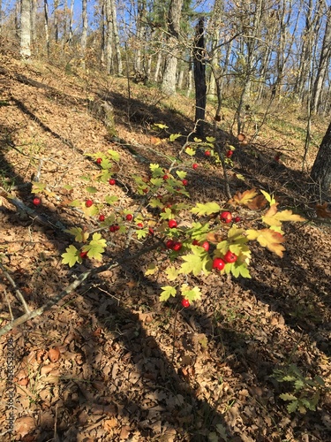 autumn in the forest