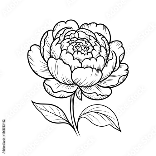 Vector art of a detailed line drawing of a peony flower vector illustration