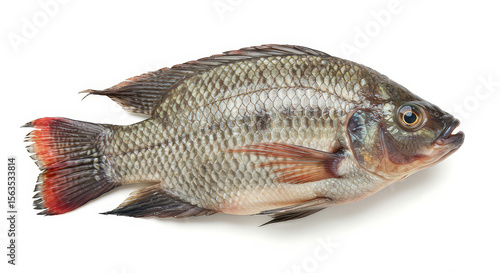 Fresh tilapia fish whole image