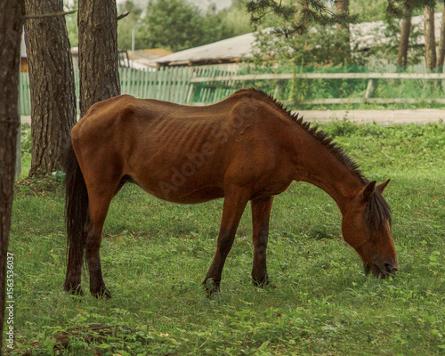 A horse grazes on a lush green meadow in the rays of the evening sun.