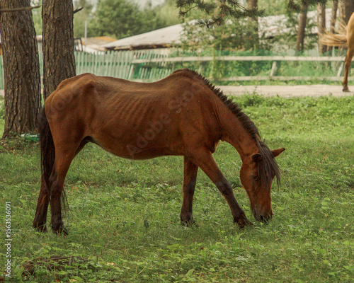 A horse grazes on a lush green meadow in the rays of the evening sun.
